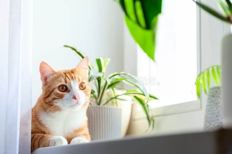 Cat relaxing indoors in a cool Las Vegas home